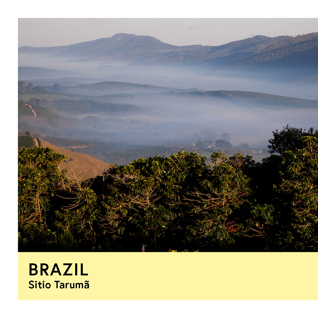 Brazil | Sitio Tarumã | Yellow Catuai | Natural | Espresso | 250g - Proud Mary Coffee Melbourne