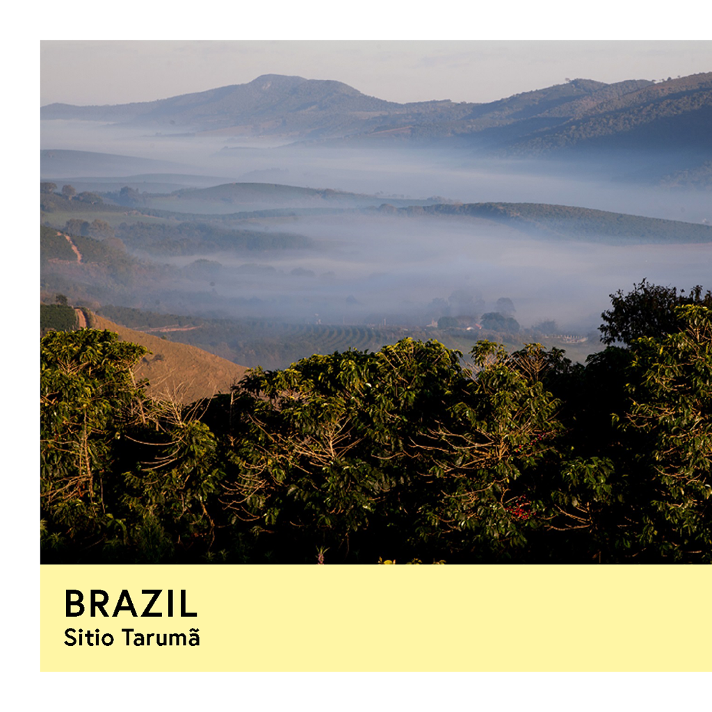 Photo of Brazil Sitio Taruma Yellow Catuai Natural Filter 250G