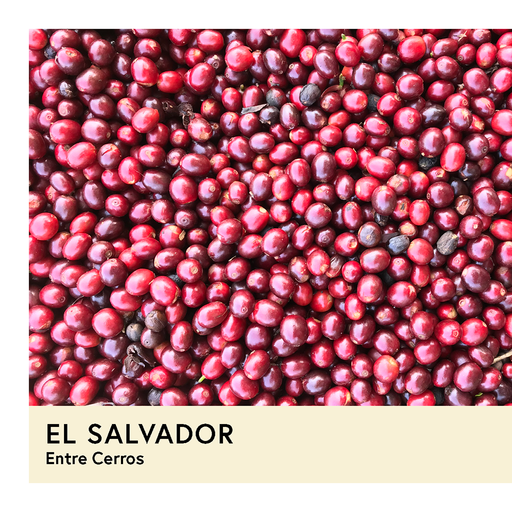 El Salvador | Entre Cerros | Bourbon | Natural | Espresso | 250g - Proud Mary Coffee Melbourne