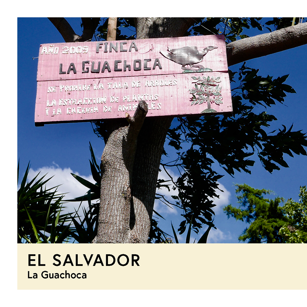 El Salvador | La Guachoca | Pacamara | Dbl Anaerobic Washed | Filter | 200g - Proud Mary Coffee Melbourne