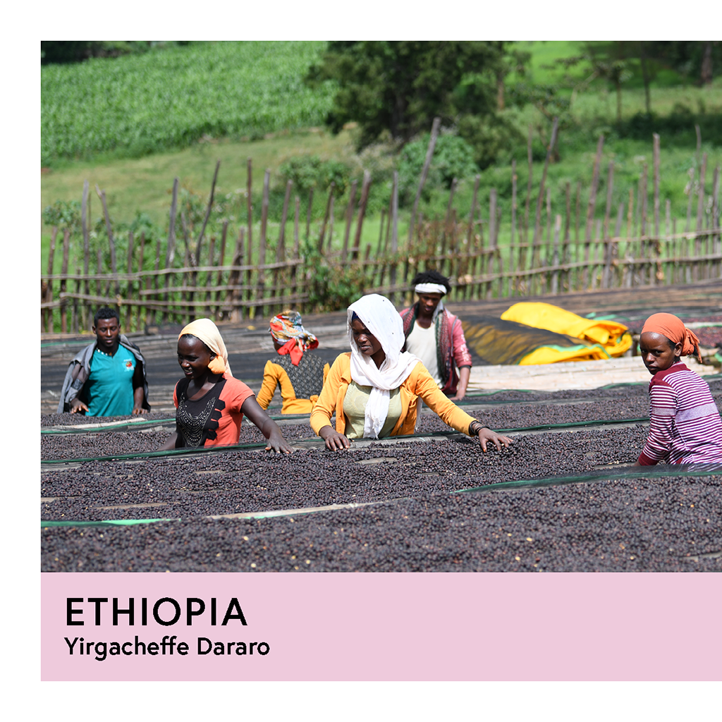Ethiopia | Yirgacheffe Dararo | Heirloom | Natural | Espresso | 250g - Proud Mary Coffee Melbourne