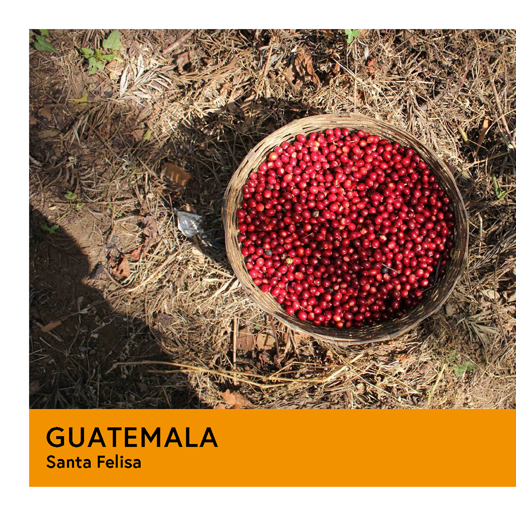 Guatemala | Santa Felisa | African Geisha | Washed Dbl Soak | Filter | 100g - Proud Mary Coffee Melbourne