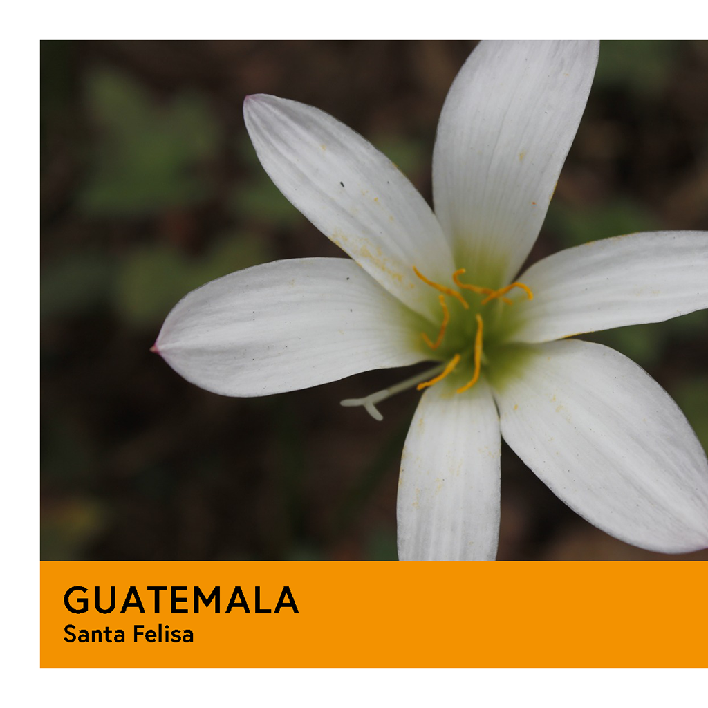 Guatemala | Santa Felisa | SL28 | Orange Honey | Filter | 100g - Proud Mary Coffee Melbourne