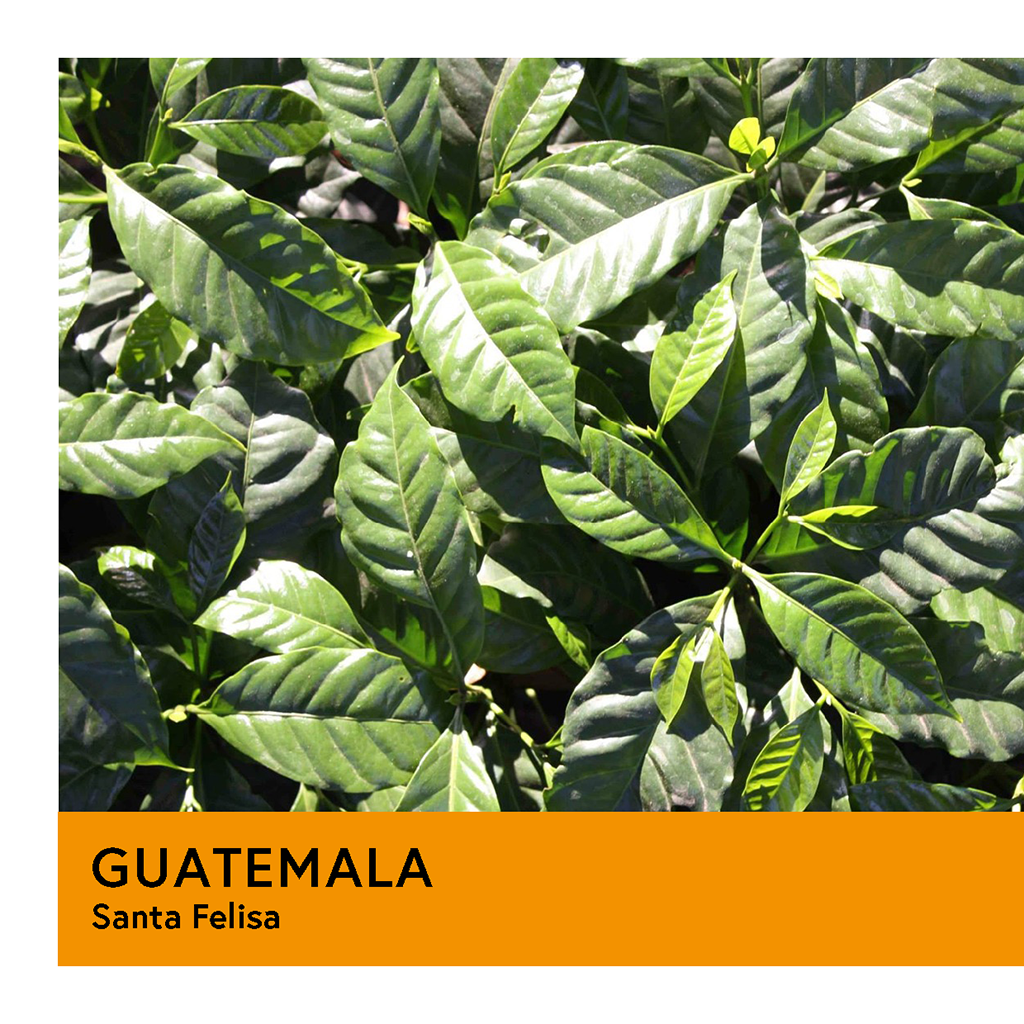 Photo of Guatemala | Santa Felisa | Yellow Catuai | Natural | Espresso | 250g