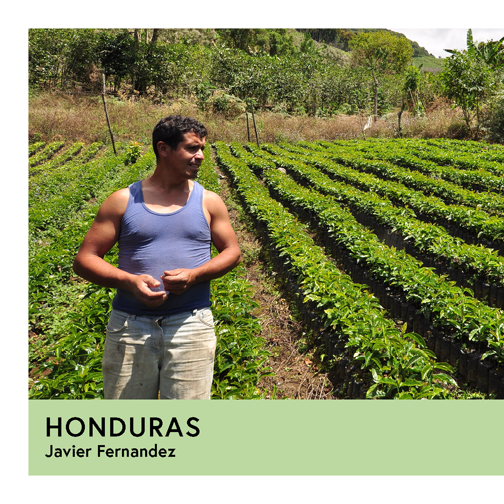 Photo of Honduras | Javier Fernandez | Catuai | Anaerobic Honey 96hr | Filter | 250g