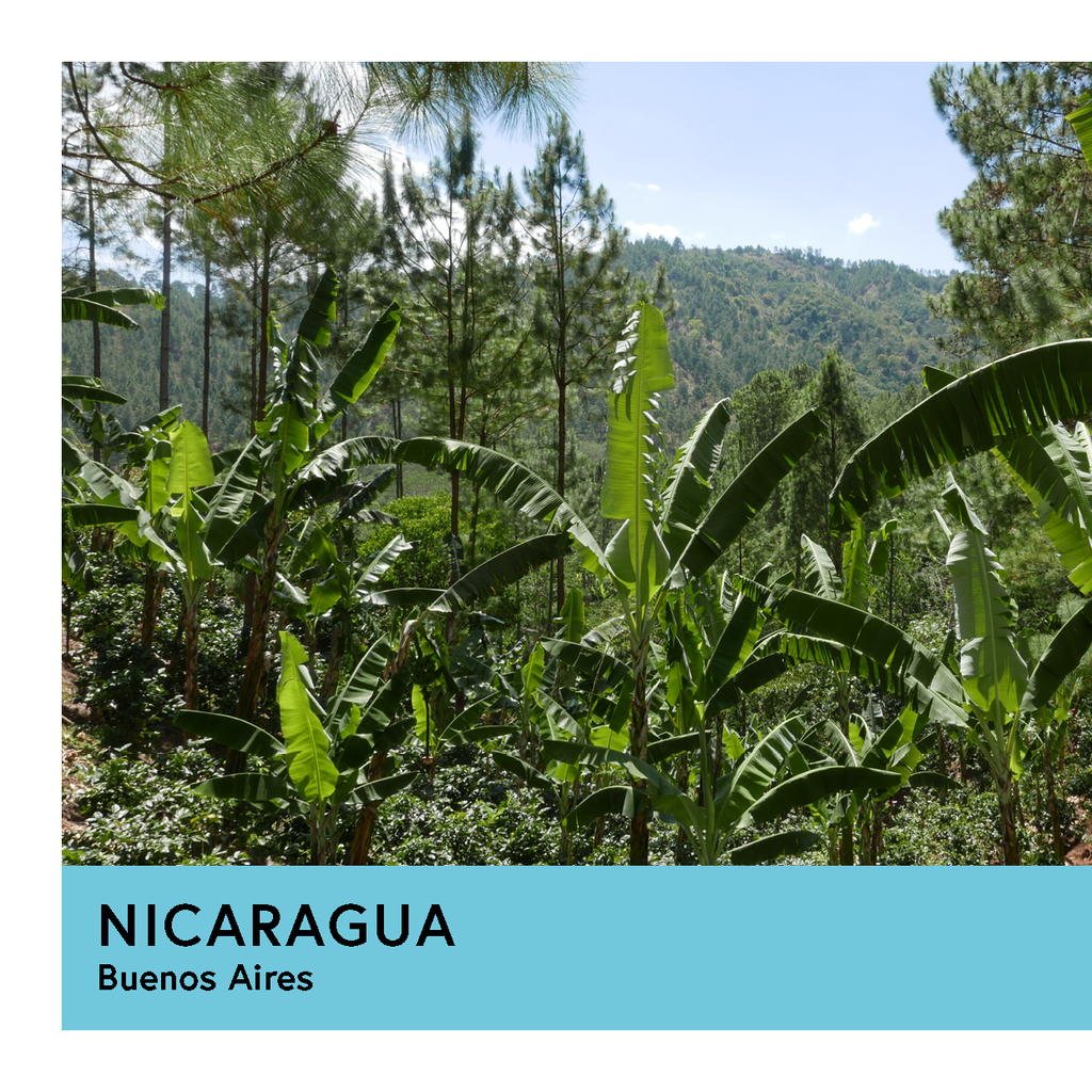 Nicaragua | Buenos Aires | Maracaturra | Anaerobic Natural 48hr | Espresso | 250g - Proud Mary Coffee Melbourne