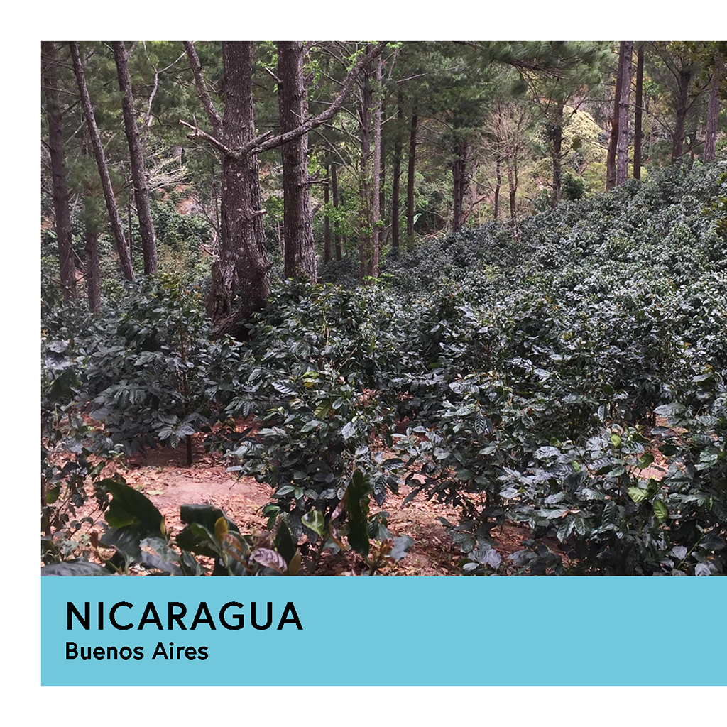 Photo of Nicaragua Buenos Aires Yellow Catuai Natural Espresso 250G