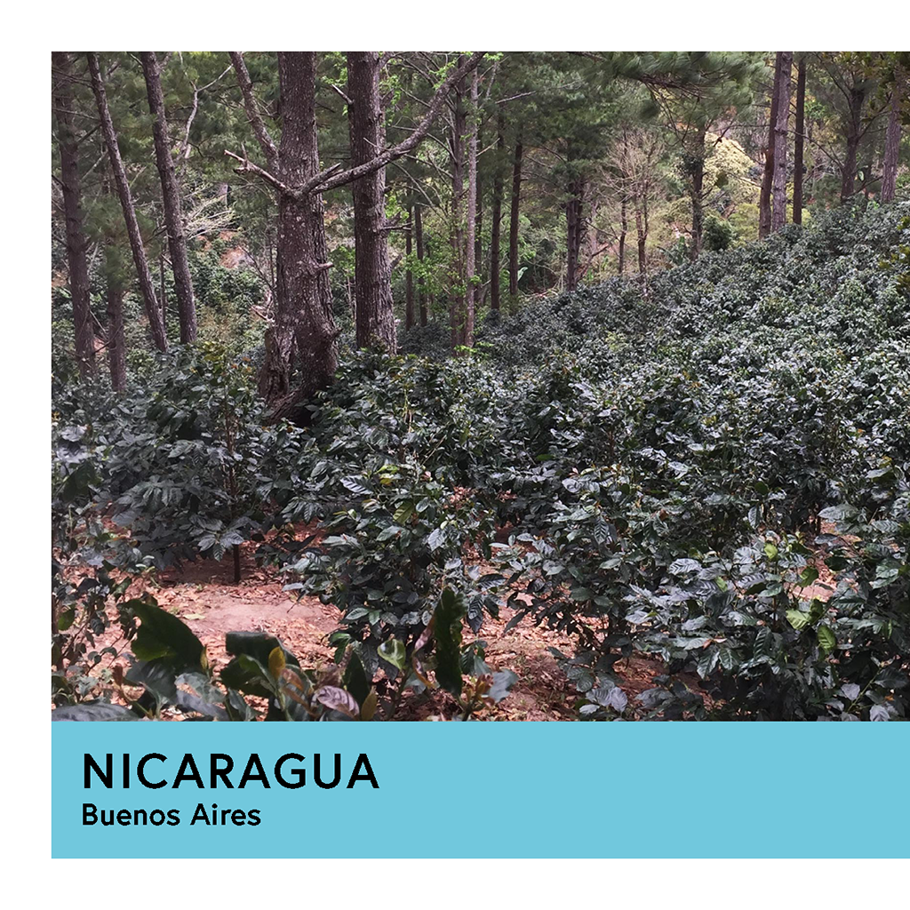 Nicaragua | Buenos Aires | Yellow Catuai | Natural | Espresso | 250g - Proud Mary Coffee Melbourne