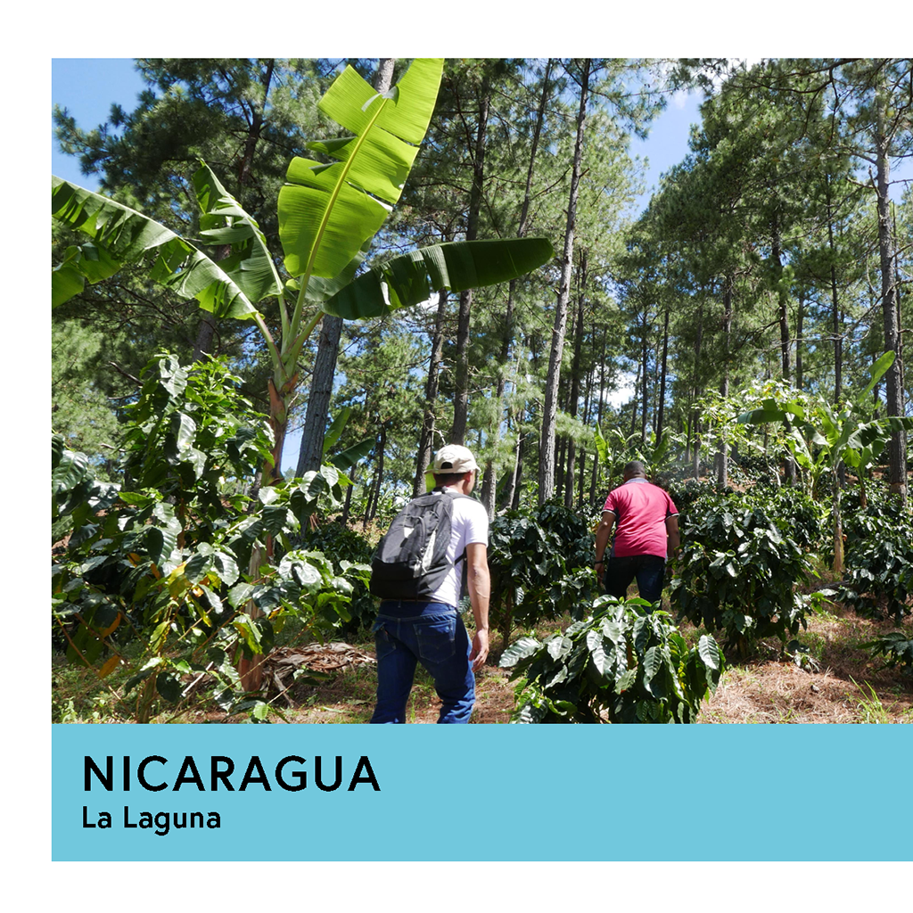 Photo of Nicaragua La Laguna Caturra Anaerobic Natural 72Hr Espresso 250G