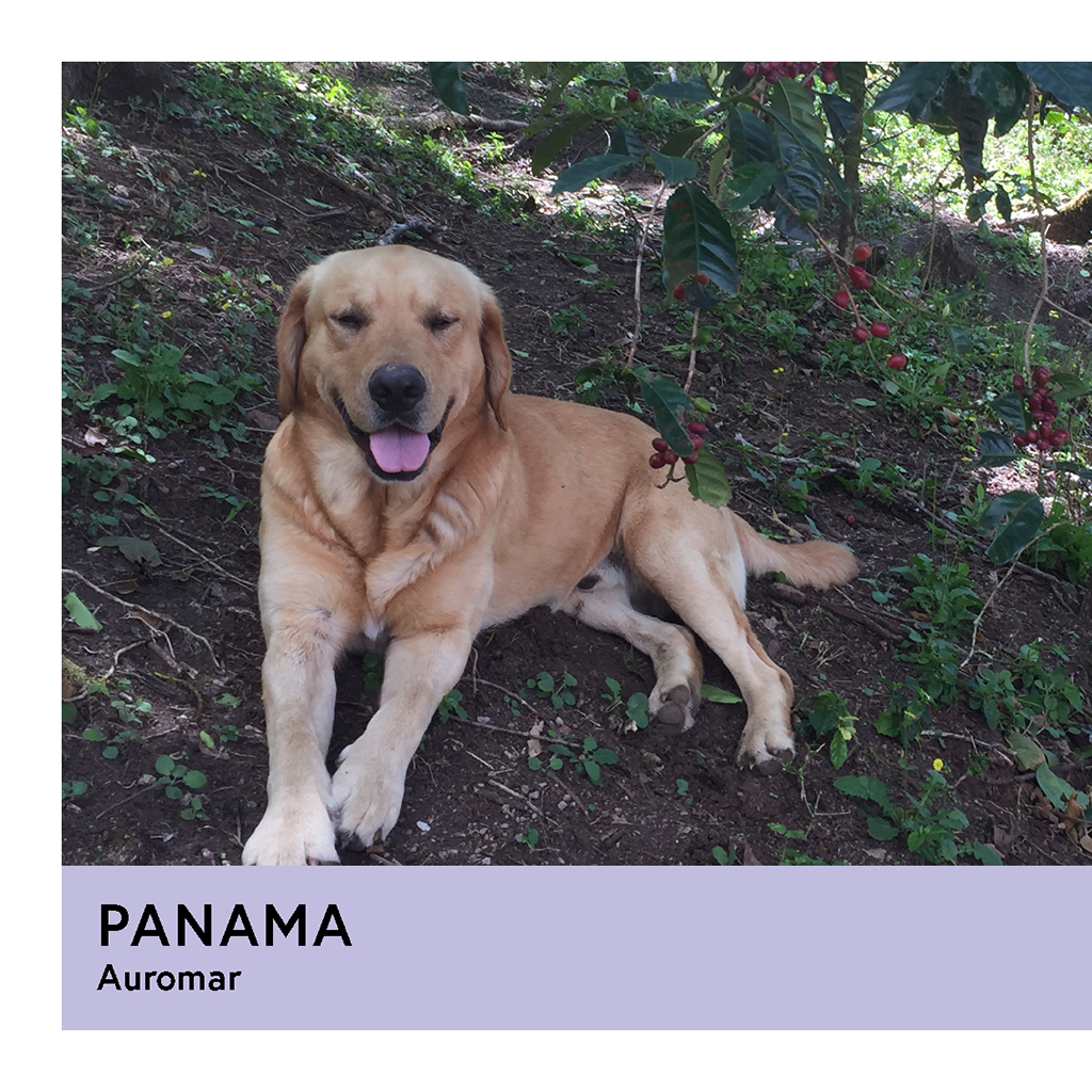 Photo of Panama Auromar Geisha Natural Filter 100G
