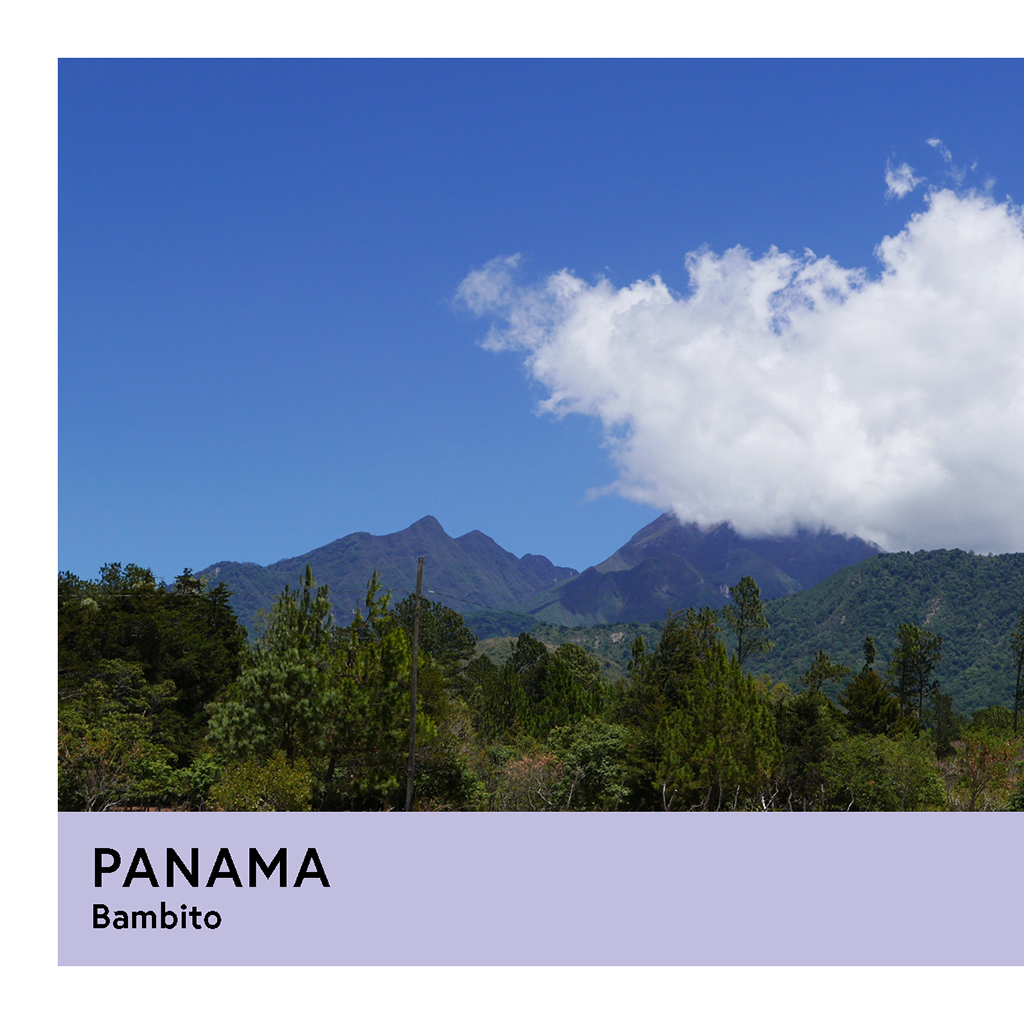 Panama | Bambito | Geisha | Washed | Filter | 100g - Proud Mary Coffee Melbourne