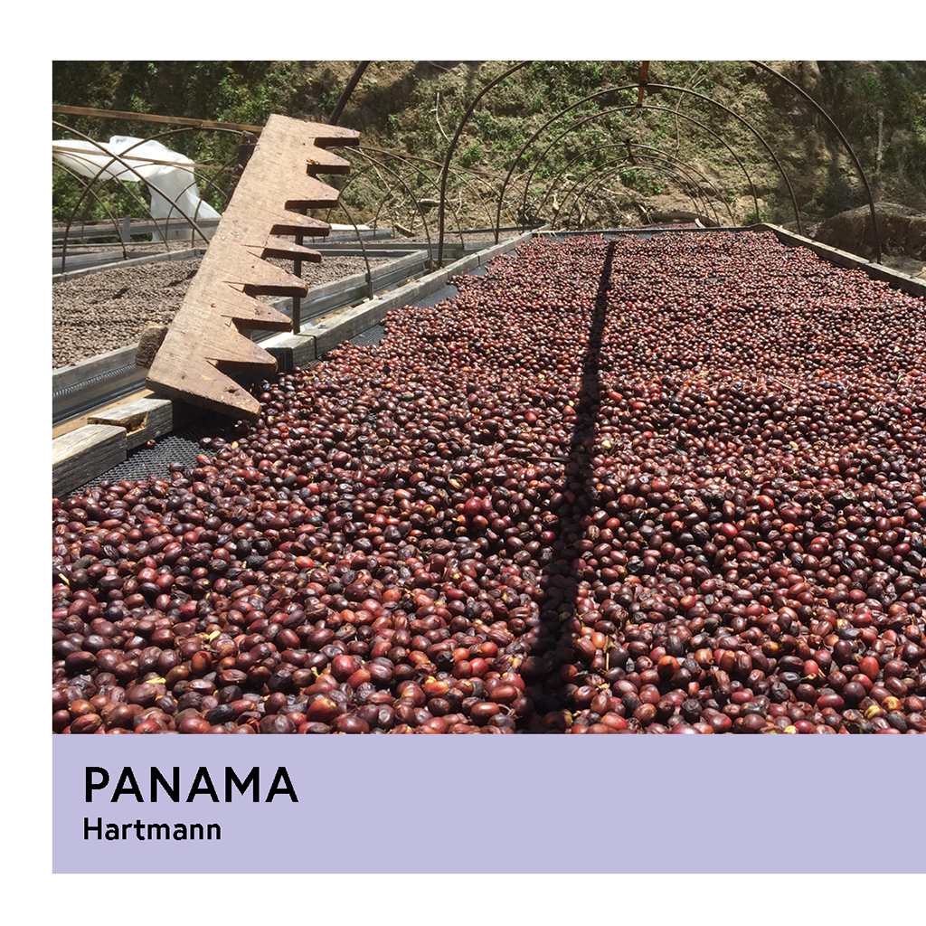 Photo of Copy Of Panama Hartmann Caturra Catuai Natural Filter 250G
