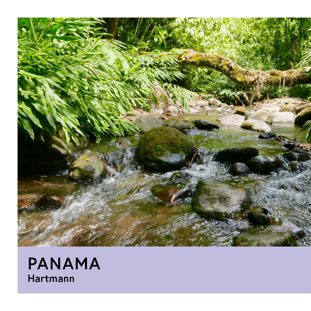 Photo of Panama Hartmann Maragogipe Washed Filter 200G