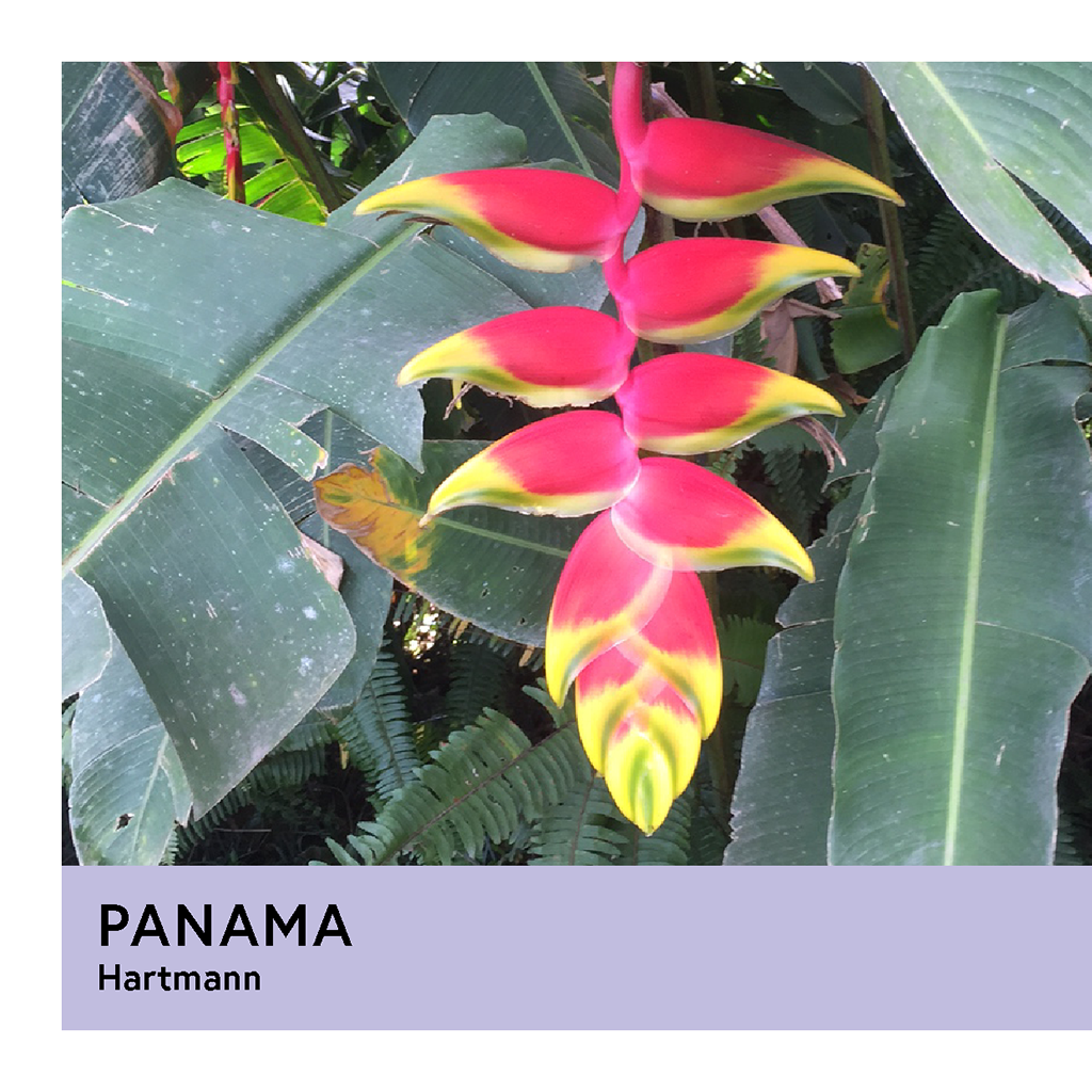 Photo of Panama Hartmann Pacamara Natural Filter 200G
