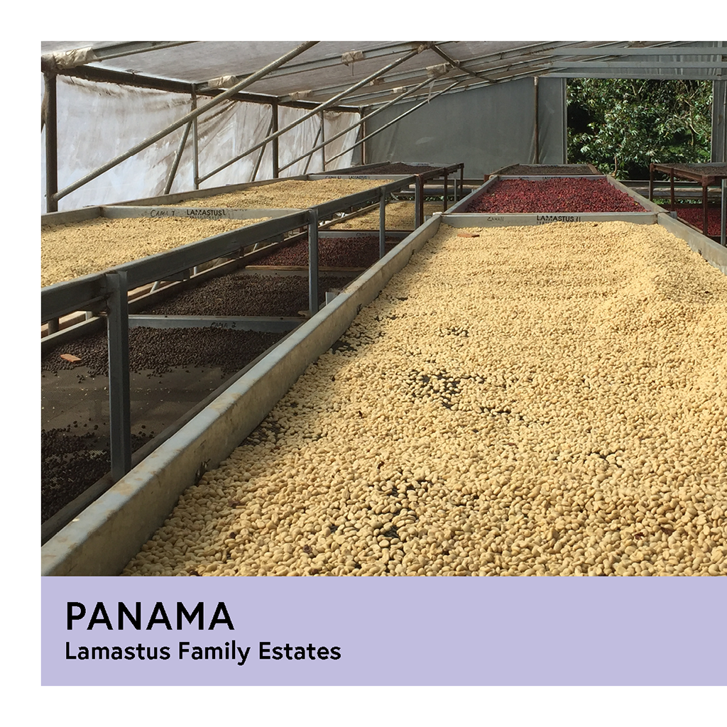 Panama | Lamastus Family Estates | Catuai | Natural | Filter | 200g - Proud Mary Coffee Melbourne