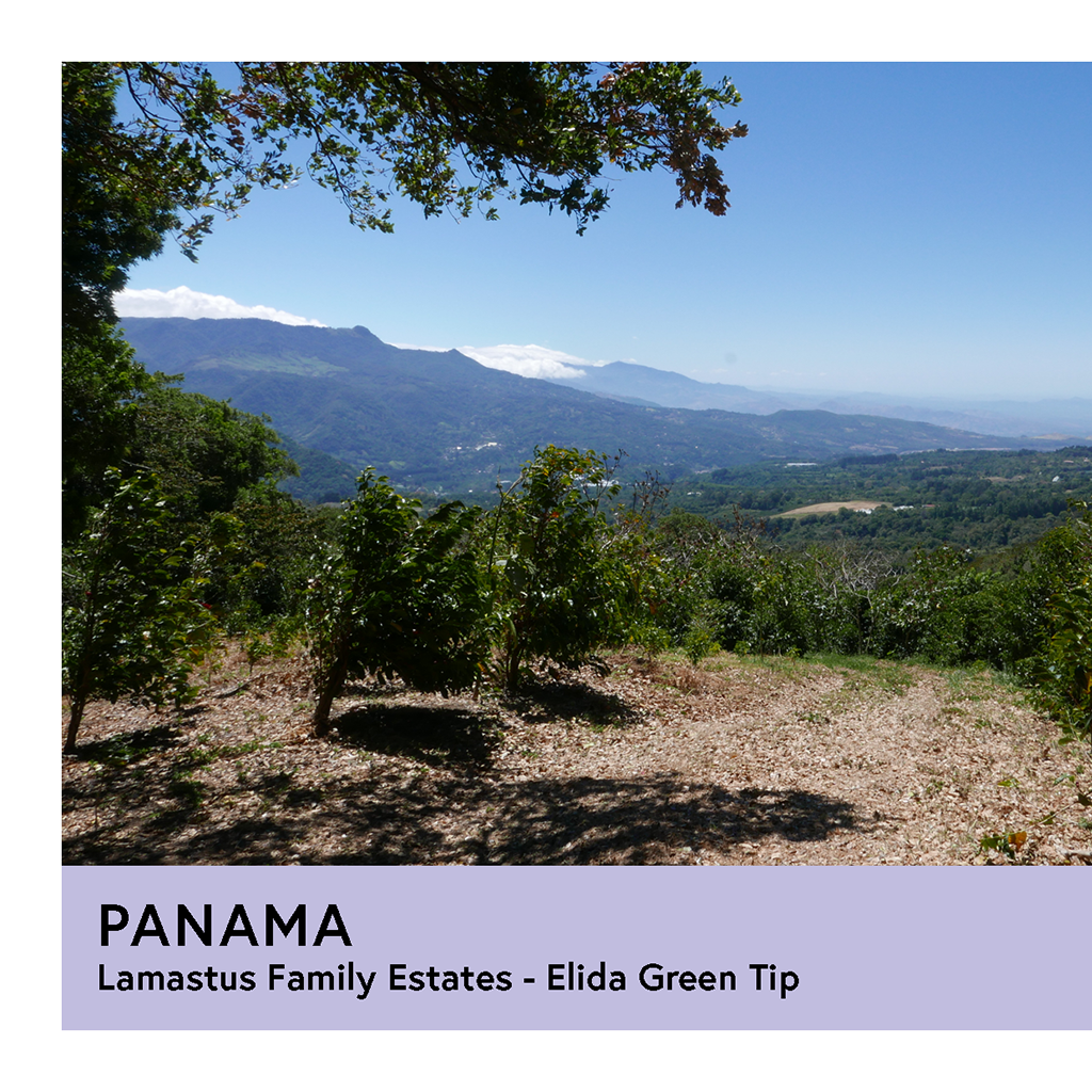 Panama | Lamastus Family Estates - Elida Green Tip | Geisha | Washed | Filter | 100g - Proud Mary Coffee Melbourne