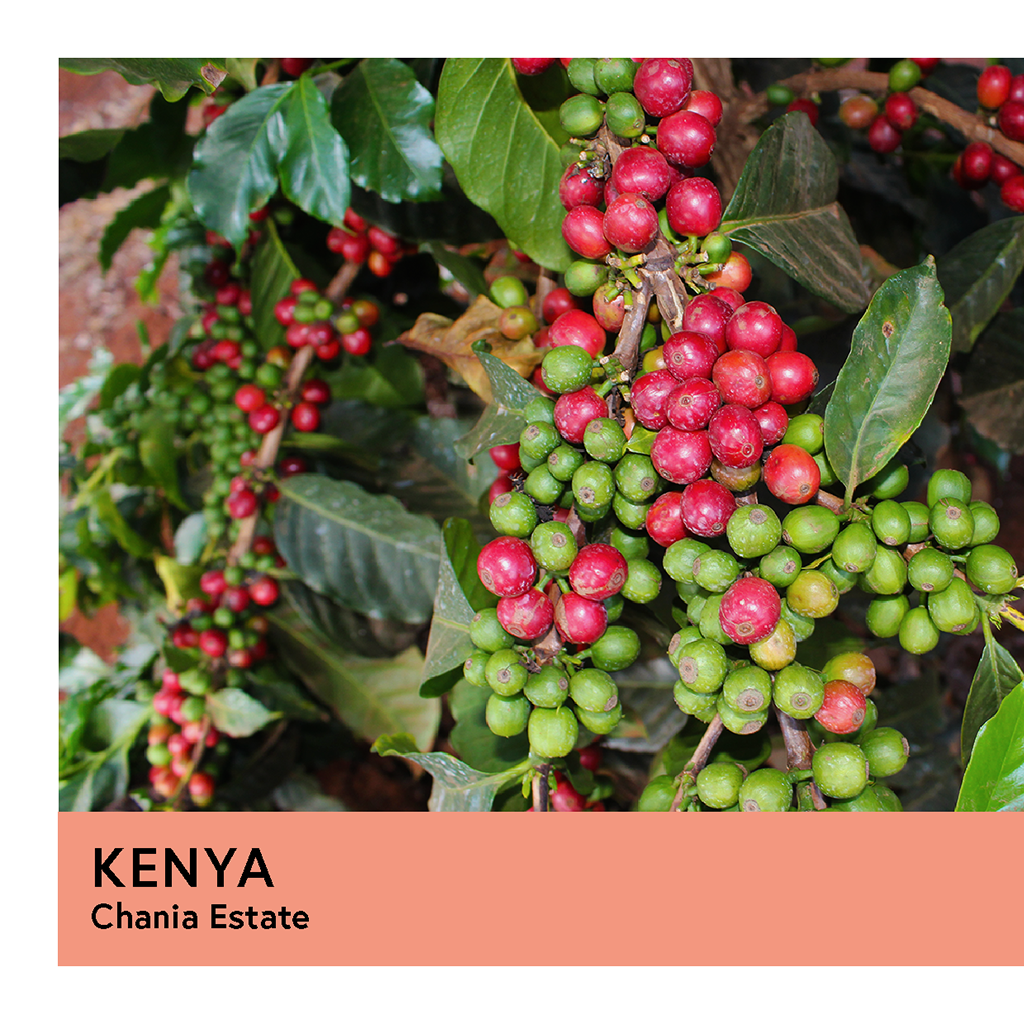 Photo of Kenya | Chania Estate | French Mission | Honey | Espresso | 200g