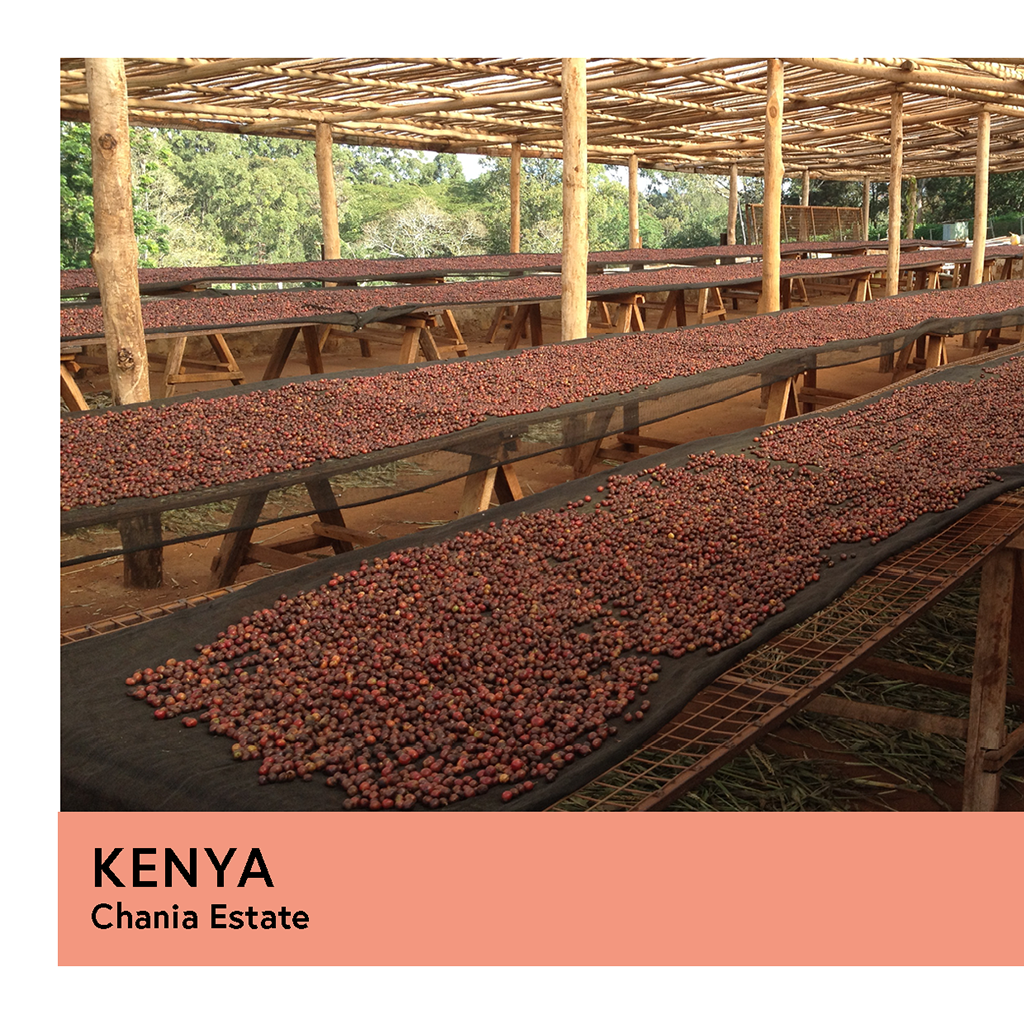 Kenya | Chania Estate | French Mission | Natural | Espresso | 250g - Proud Mary Coffee Melbourne