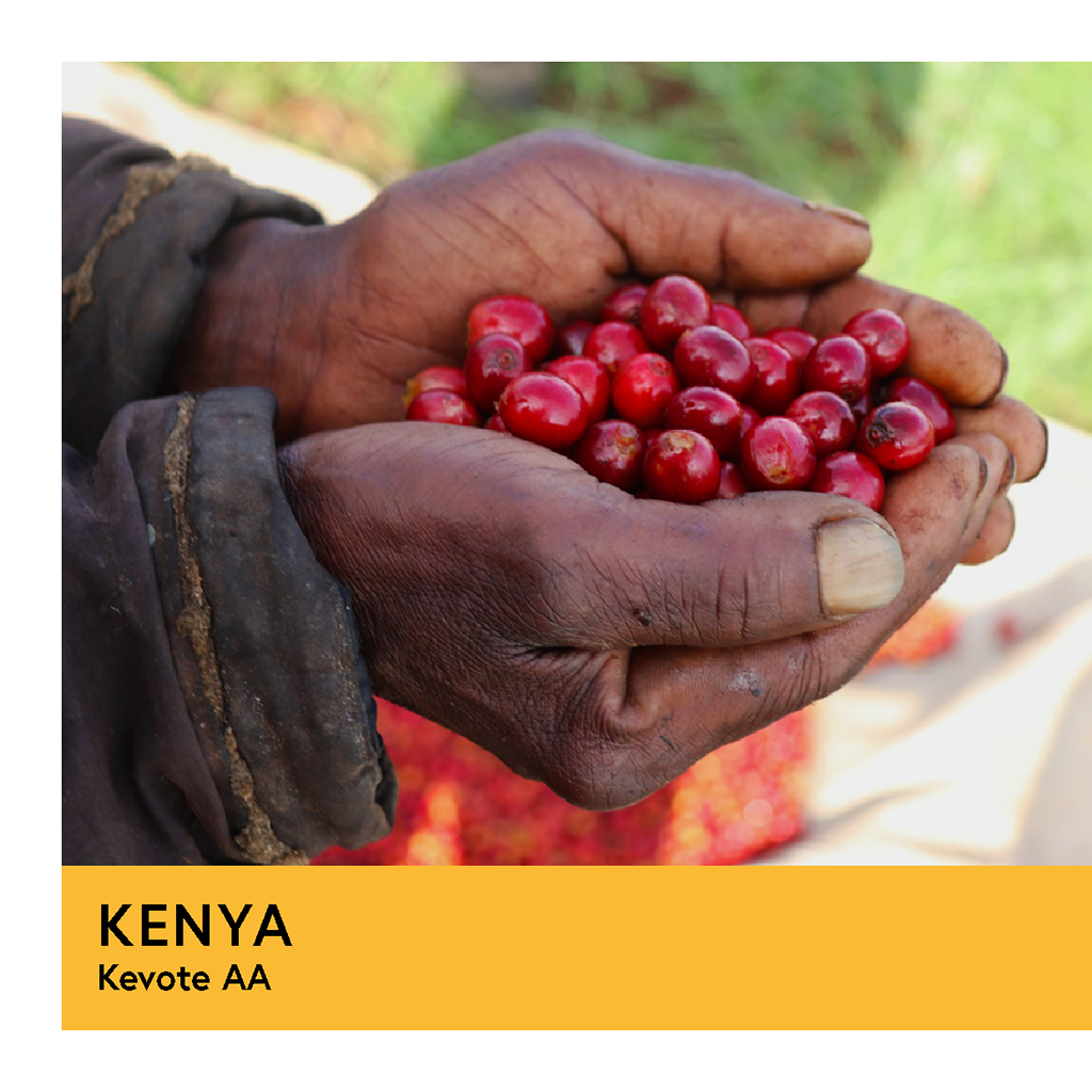 Kenya | Kevote AA | SL28, SL34, Ruiru 11, & Batian | Washed | Filter | 250g - Proud Mary Coffee Melbourne