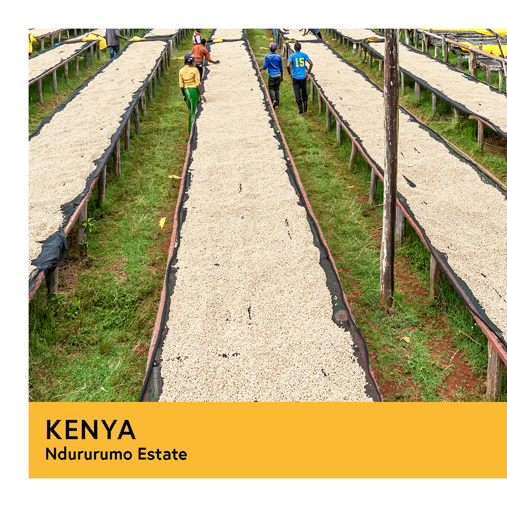 Kenya | Ndururumo AA | SL28, SL34, Ruiru 11, & Batian | Washed | Filter | 250g - Proud Mary Coffee Melbourne