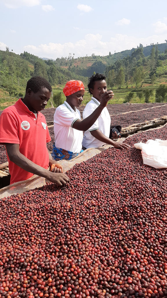Burundi | Nkuba COE #10  | Red Bourbon | Natural | Filter | 200g - Proud Mary Coffee Melbourne